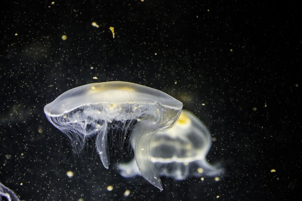 meduza