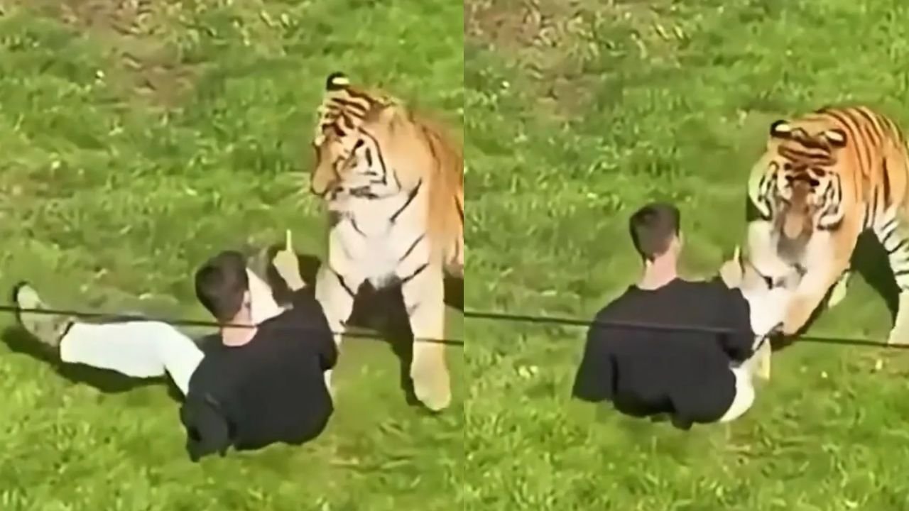 Koszmar w brytyjskim zoo. Tygrys rzucił się na mężczyznę na oczach tłumu. Jego ostatnie słowa mrożą krew w żyłach [wideo]