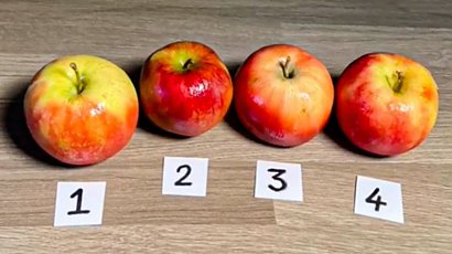 Które jabłko jest ciastkiem? Niewiele osób zna poprawną odpowiedź!