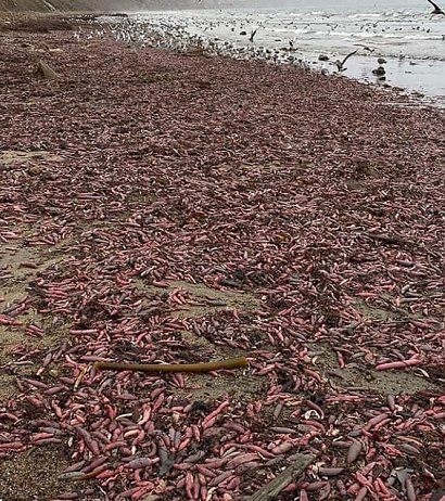 Na plaży znaleziono setki ryb penisów, które..