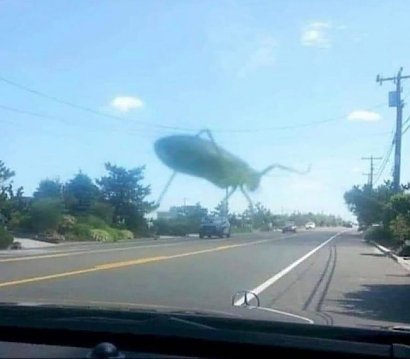 Gigantyczny atak owadów? Owszem, widzimy insekta, ale na szybie samochodu :)