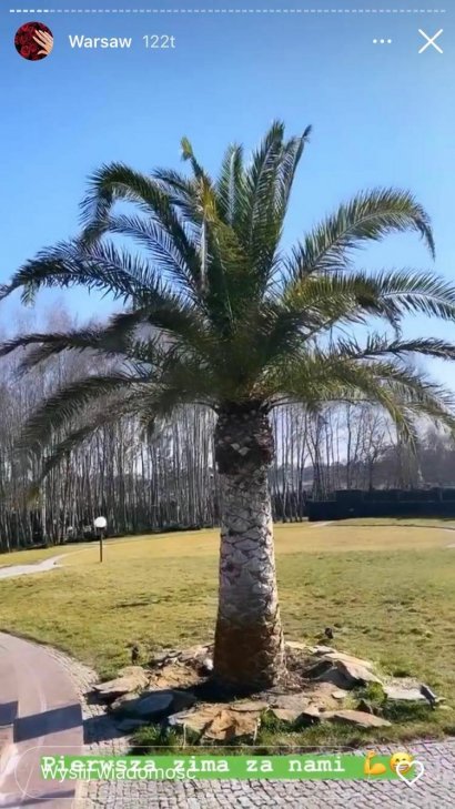 Wejście do posiadłości okalają wysokie na 2 metry palmy