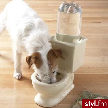miska dla psa.. która stale napełniana może być wodą. - Misz-masz