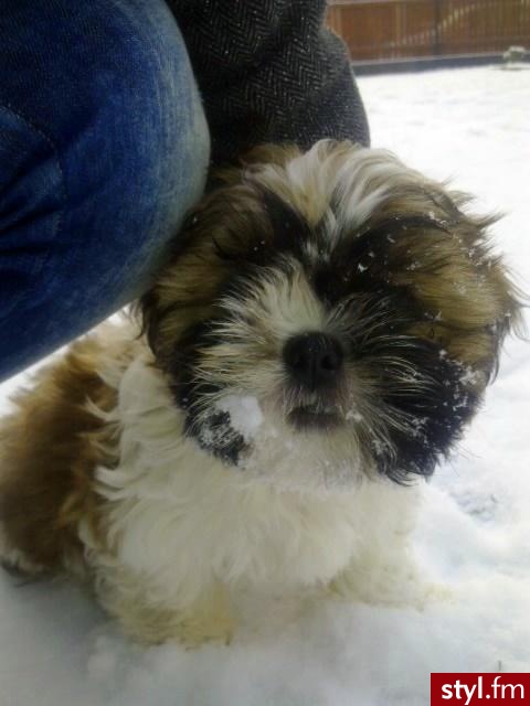 chciałam się z Wami podzielić moim SKARBEM!! 
shih tzu:) - Misz-masz