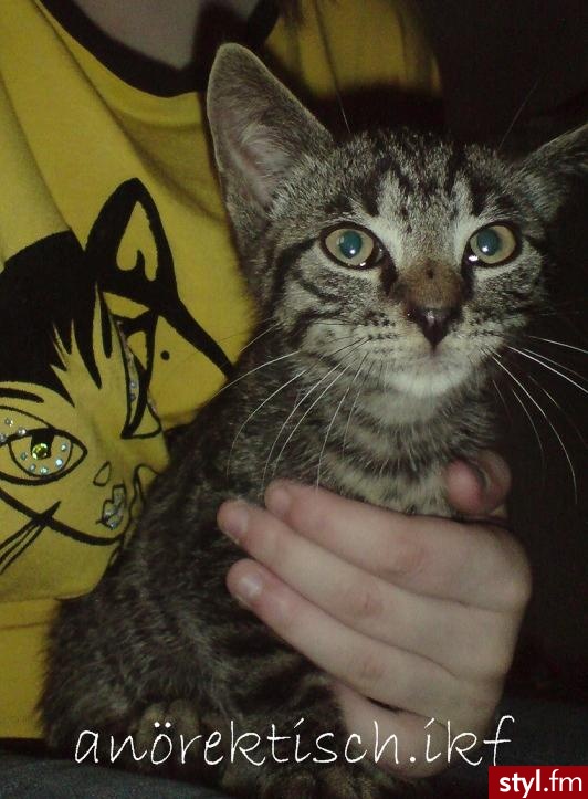 moja nowa kicia <333 Bdenio Jinxx Klimek Junior <333 - Misz-masz