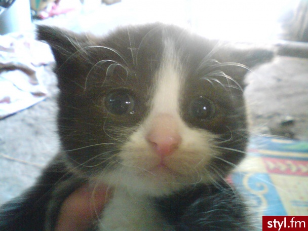 *.* - Misz-masz