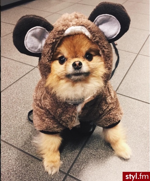 Psy Zwierzaki