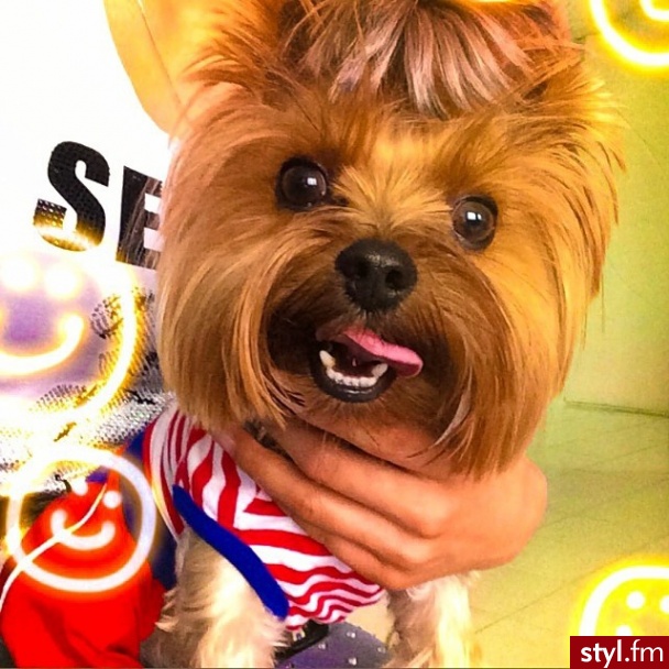 Psy Zwierzaki