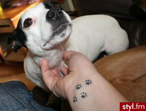 Słodkie psiak, słodki tatuaż ;] - Tatuaże