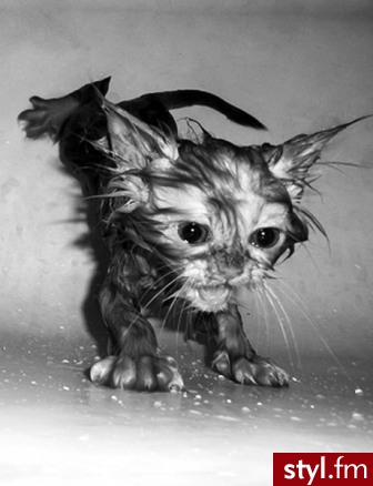 Misz-masz