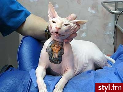 sfinksy. Kocham <3 - Tatuaże