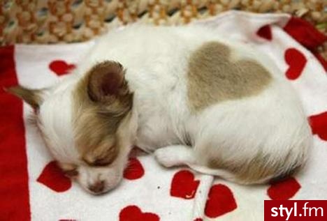 :* Bo jest cudny ..Mój jest na szkoleniu:(Ale jak wróci to dam fotkę:** - Misz-masz
