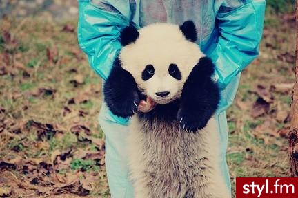miśśś panda - Misz-masz