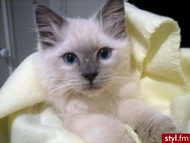 ragdoll:) najslodszy, najsliczniejszy:) takiego chce:) - Misz-masz