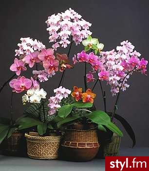 phalaenopsis - Ogród