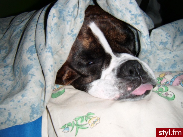 Negra. Ma już 4 lata dla tych co mylą buldogi z boxerami to jest boxer - z lekka miniaturka , posiada ADHD i jest chodzaca skarbonką bez dna . Moje małe BMW - bedziesz miec wydatki i tak jest :) ale kocham tego chrapiacego , szalejacego małego wariata - Misz-masz