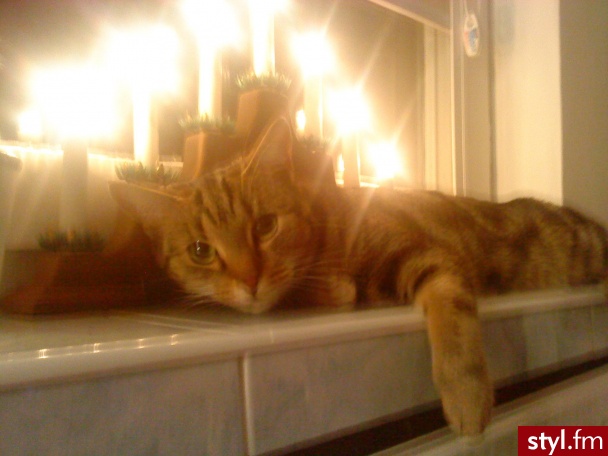 Kocia - Misz-masz