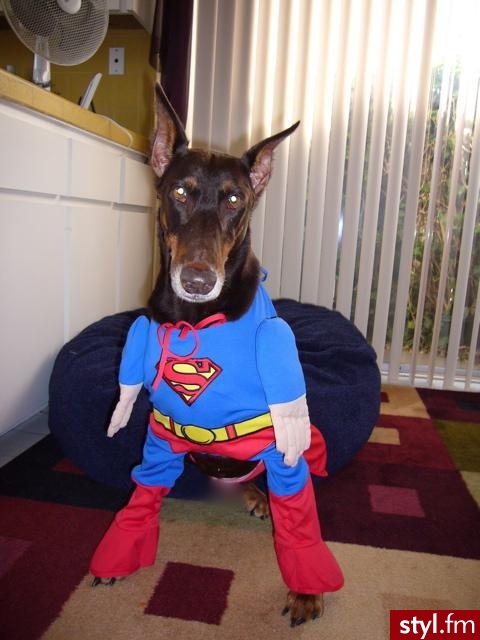 superman - Misz-masz