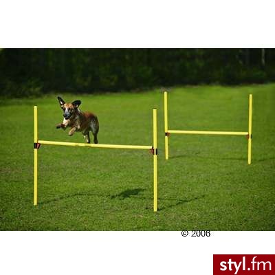 Agility Zestaw przeszkód - Zestaw - Dziecko