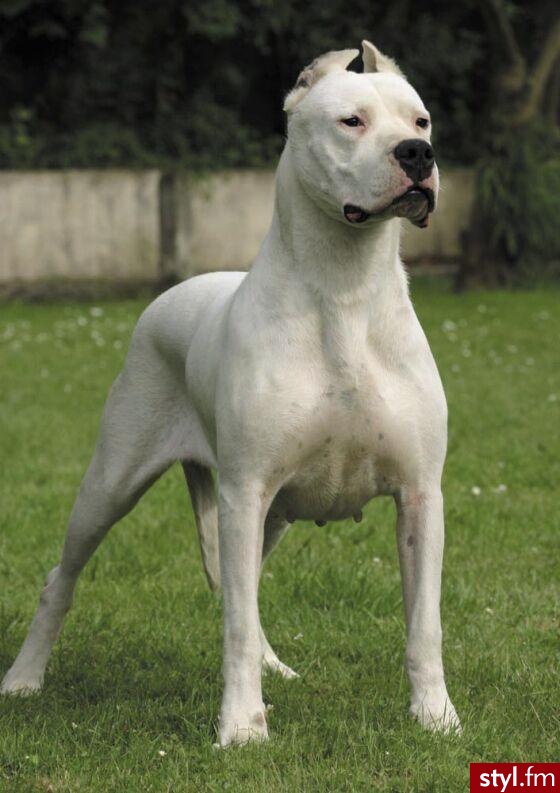 dog argentyński. piekny c\'nie;) - Misz-masz