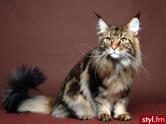 1,2 - Maine Coon, 3- kot norweski mam pytanie czy któraś z Was ma którąś rase? - Misz-masz