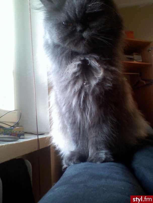 Wszyscy sie chwala swoimi zwierzetami to ja tez musze :D 
Moja Zuzia :* - Misz-masz