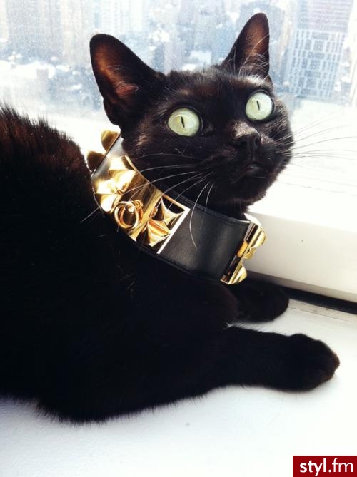 Misz-masz