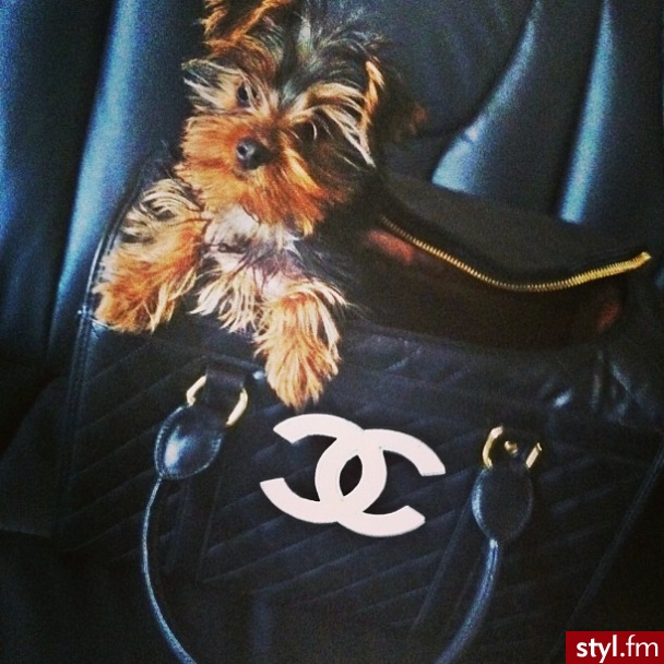 Psy Zwierzaki