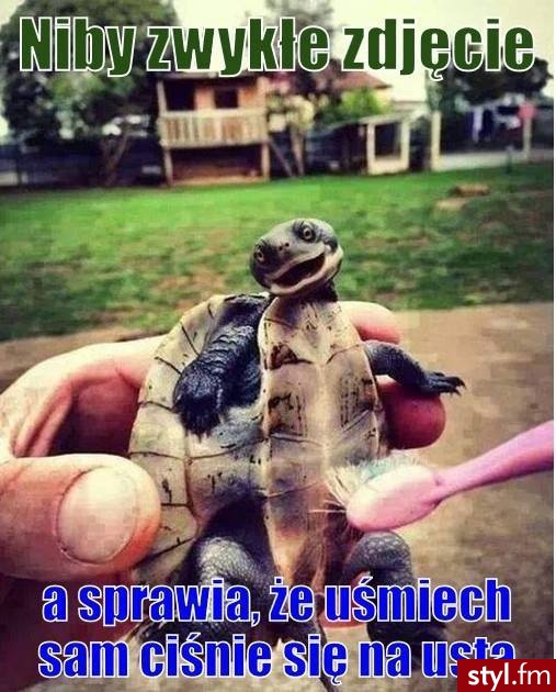 Humor