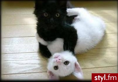 black & white - Misz-masz