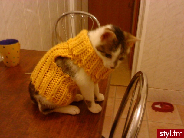 Kocia w golfie :) - Misz-masz