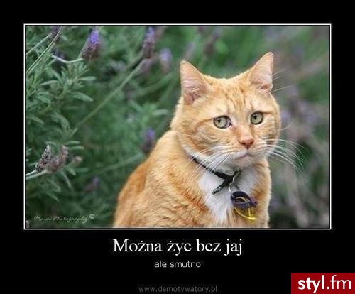 Misz-masz