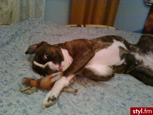 Negra. Ma już 4 lata dla tych co mylą buldogi z boxerami to jest boxer - z lekka miniaturka , posiada ADHD i jest chodzaca skarbonką bez dna . Moje małe BMW - bedziesz miec wydatki i tak jest :) ale kocham tego chrapiacego , szalejacego małego wariata - Misz-masz