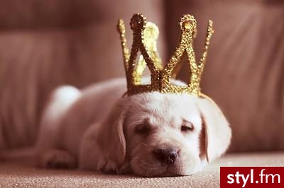 king. king - Misz-masz