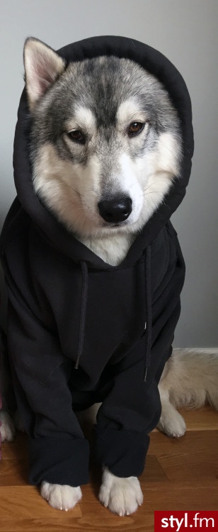 Psy Zwierzaki