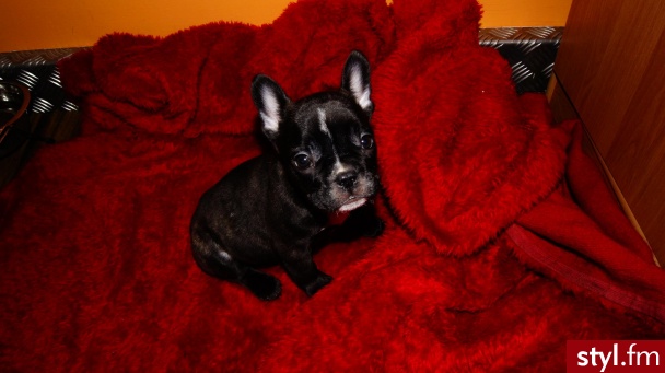 Bulldog Francuski - Misz-masz