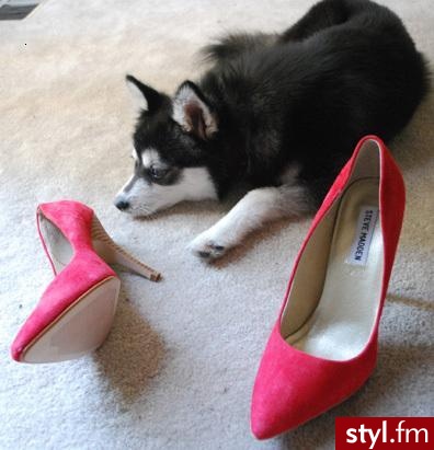 steve madden - Pozostałe Buty Moda
