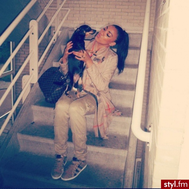 Psy Zwierzaki