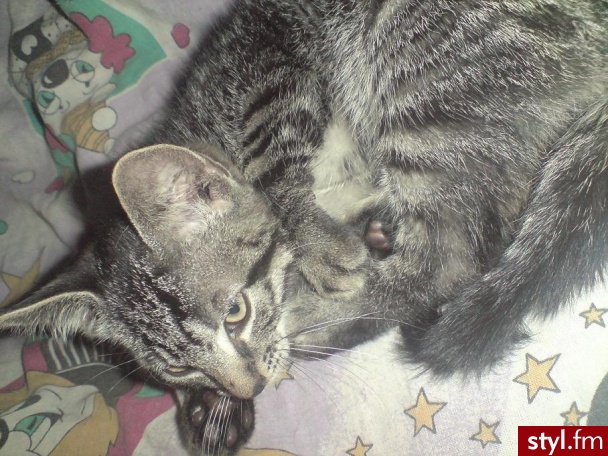 ;3 - Misz-masz
