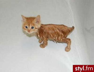 miau miau - Misz-masz