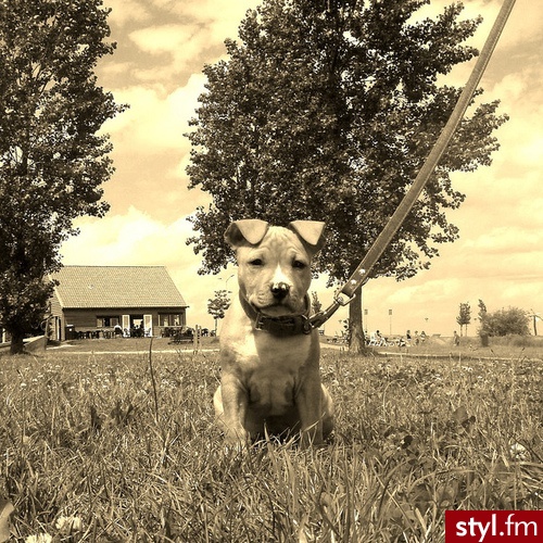 Psy Zwierzaki