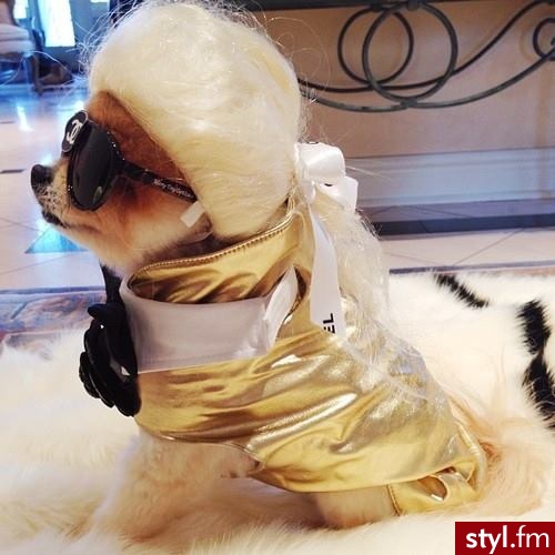 Psy Zwierzaki