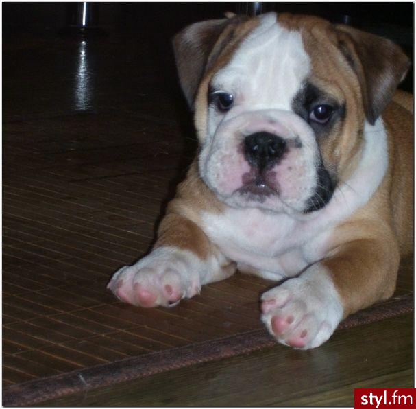 moj wymarzony pies- buldog angielski - Misz-masz