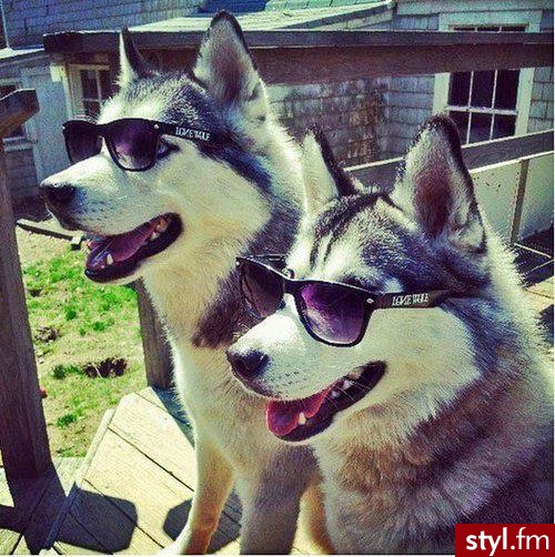 Psy Zwierzaki