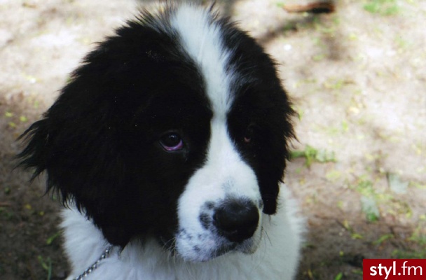 landseer - Psy Zwierzaki