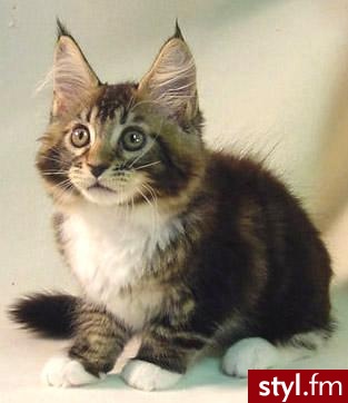 1,2 - Maine Coon, 3- kot norweski mam pytanie czy któraś z Was ma którąś rase? - Misz-masz