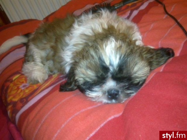 chciałam się z Wami podzielić moim SKARBEM!! 
shih tzu:) - Misz-masz
