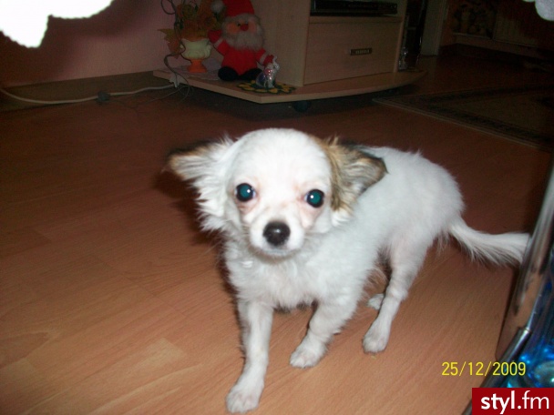 Misz-masz