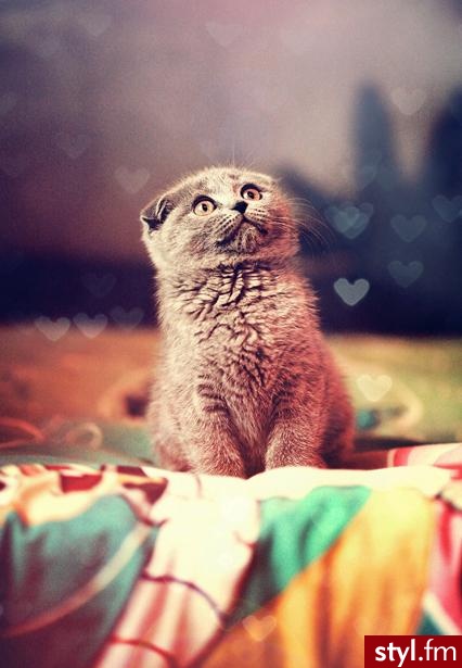 <33 - Misz-masz