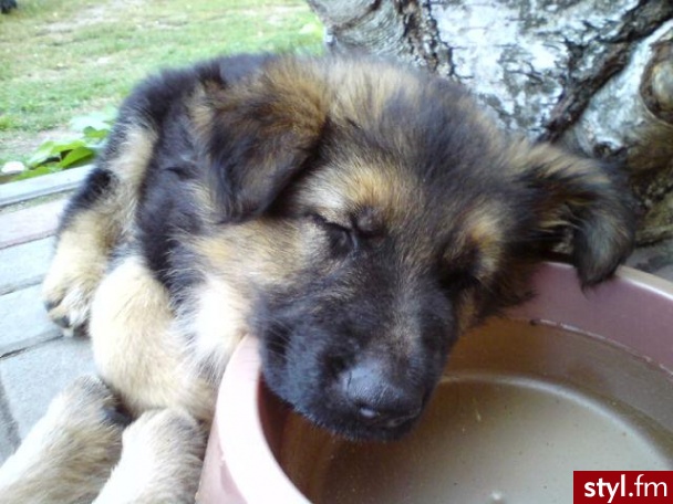 moj spioszek :* - Misz-masz